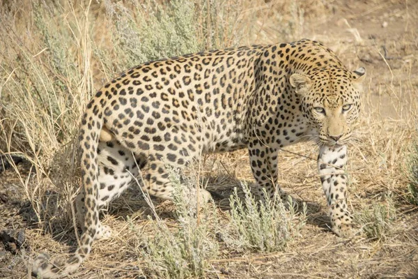 Величественный Пушистый Леопард Дикой Природе — стоковое фото