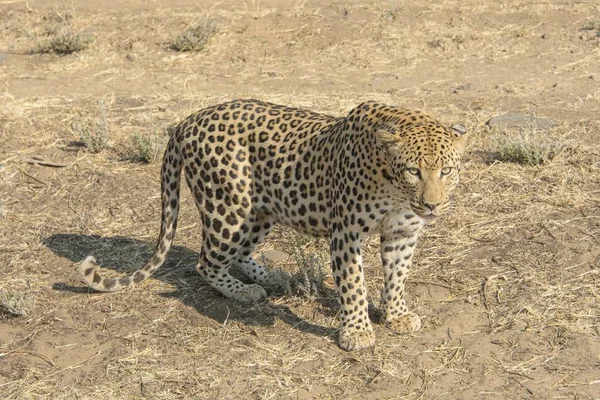 Majestätischer Pelziger Leopard Wilder Natur — Stockfoto
