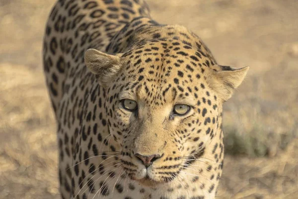 Majestatyczny Furry Leopard Dzikiej Przyrody — Zdjęcie stockowe