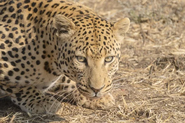Majestátní Chlupaté Leopard Divoké Přírody — Stock fotografie