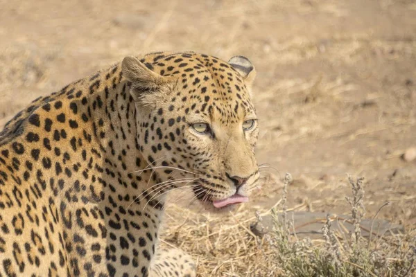 Majestic Furry Leopard Wild Nature — Stock Photo, Image