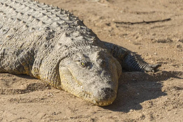 Crocodile Nil Ferme Des Crocodiles Otjiwarongo Namibie Afrique — Photo