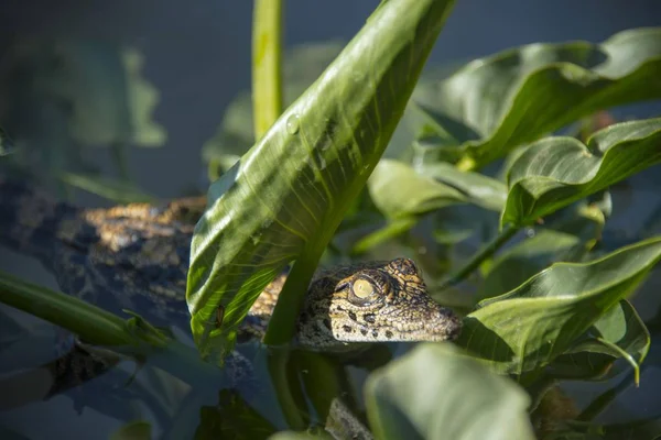 Crocodilo Nilo Crocodylus Niloticus Exploração Crocodilos Otjiwarongo Namíbia África — Fotografia de Stock