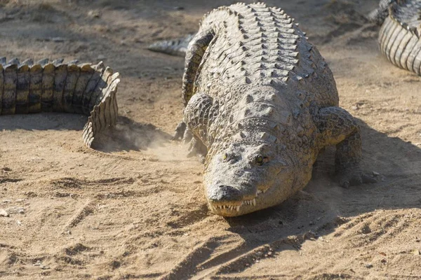 Crocodiles Nil Ferme Des Crocodiles Otjiwarongo Namibie Afrique — Photo