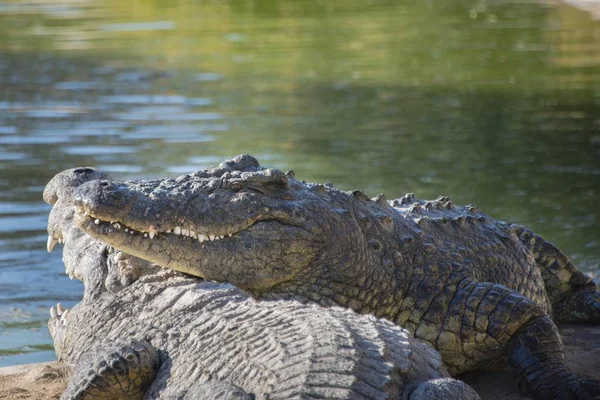 Nile Krokodillen Crocodile Farm Otjiwarongo Namibië Afrika — Stockfoto