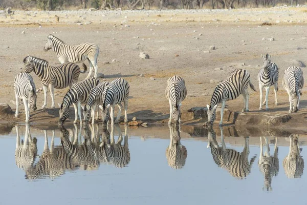 Zebra Besättning Nära Brunnsorten Afrika — Stockfoto