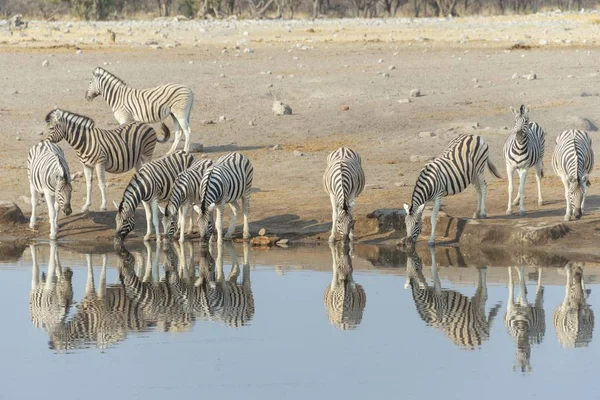 Zebra Gregge Vicino Luogo Irrigazione Africa — Foto Stock