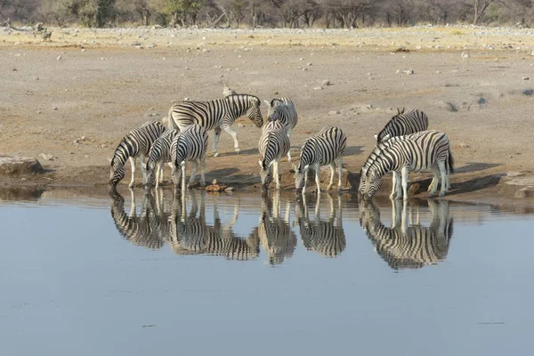 Zebra Csorda Közelében Itatóhely Afrika — Stock Fotó