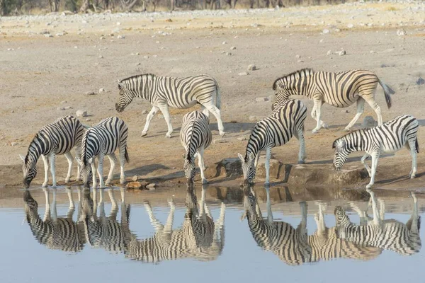 非洲浇水场所附近的斑马群 — 图库照片