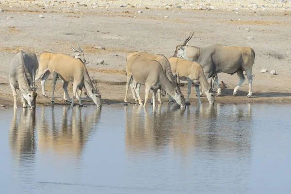 Eland Besättningen Dricka Elands Chudop Vattenhål Etosha National Park Namibia — Stockfoto
