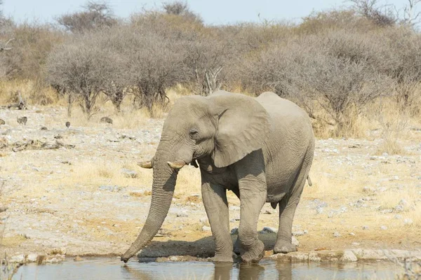 Μεγάλο Και Χαριτωμένο Ελέφαντα Στο Φυσικό Βιότοπό Στη Σαβάνα — Φωτογραφία Αρχείου