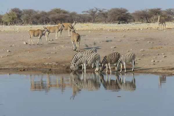Zebra Kudde Buurt Van Besproeiing Plaats Afrika — Stockfoto