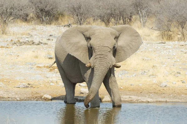 large and cute elephant in natural habitat at savanna