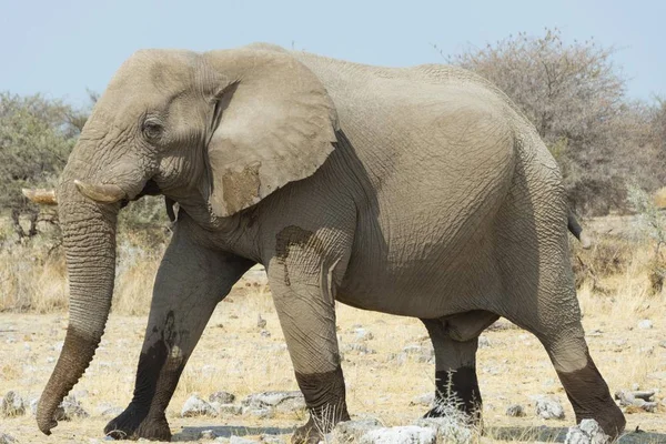 サバンナで自然の生息地で大きくてかわいい象 — ストック写真