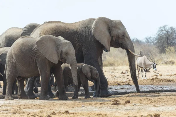 large and cute elephants in natural habitat at savanna