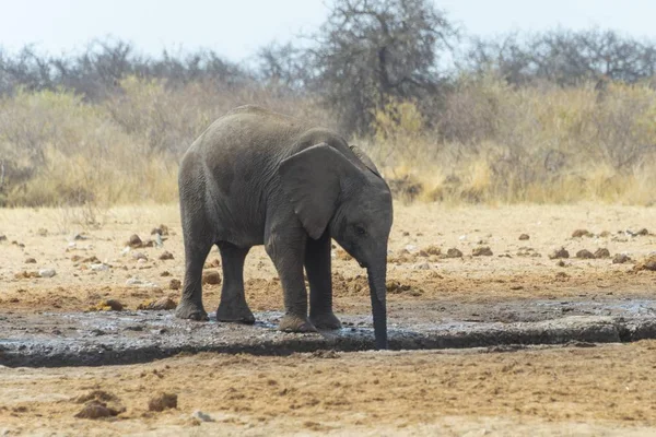 large and cute elephant in natural habitat at savanna