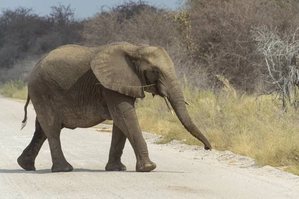 Elefante Grande Lindo Hábitat Natural Sabana — Foto de Stock