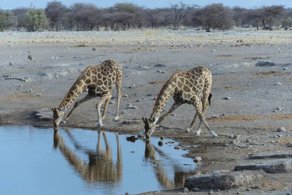 Jirafas Altas Lugar Riego Vida Silvestre — Foto de Stock