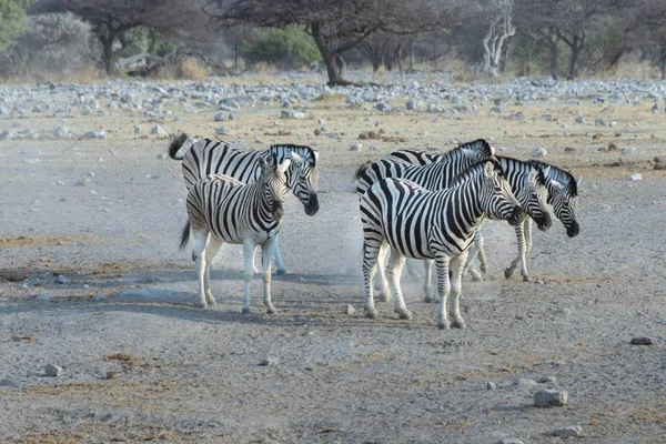 Troupeau Zèbres Près Abreuvoir Afrique — Photo