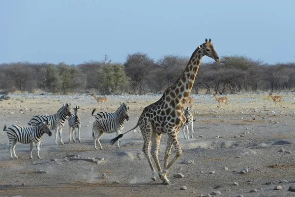 背の高いキリンとシマウマの野生生物 — ストック写真