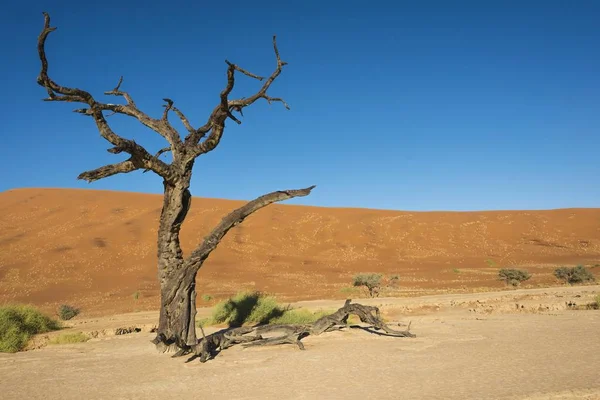 Мертве Дерево Сіль Глини Панорамування Мертві Сковороду Sossusvlei Наміб Намібія — стокове фото