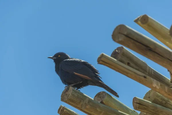 Blek Winged Starling Bambu Mot Blå Himmel — Stockfoto