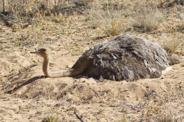 Ostrich or Common Ostrich incubating eggs clipart