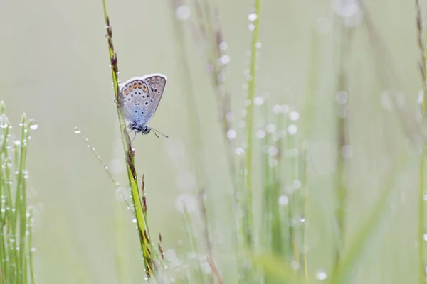 Common Blue Травинке Подробным Макроснимком — стоковое фото