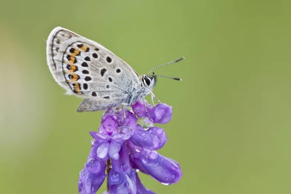 Gemeiner Blauer Schmetterling Thront Auf Einer Blume — Stockfoto