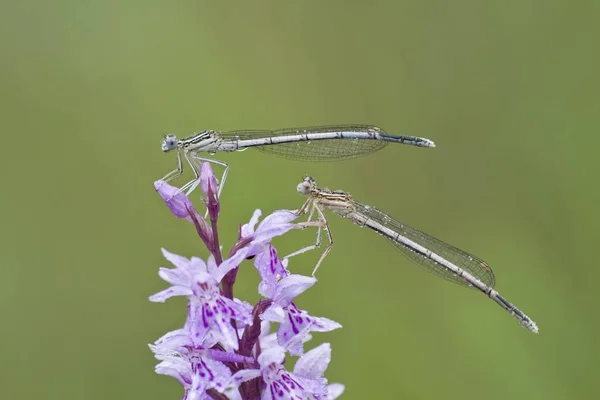 Duas Damselfies Azul Caudas Heath Manchado Orchid — Fotografia de Stock