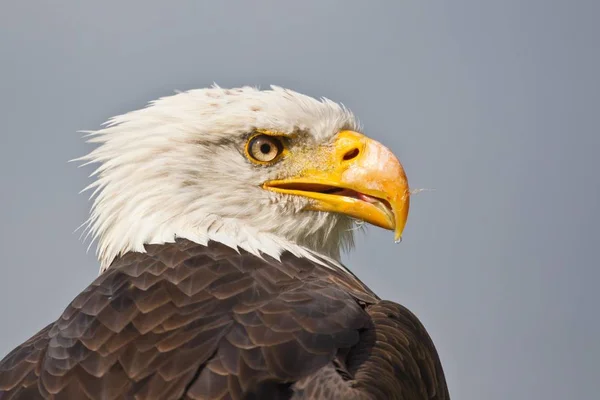 Aquila Calva Primo Piano Contro Sfondo Sfocato — Foto Stock