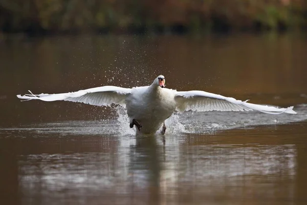 Птица Mute Swan Взлетает Воды — стоковое фото