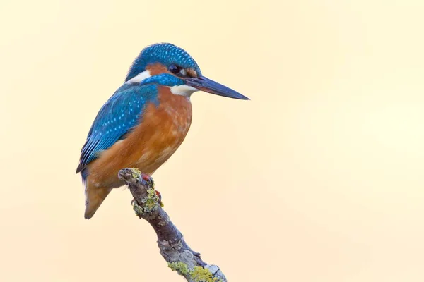 Kingfisher Sitting Branch Selective Focus — Stock Photo, Image