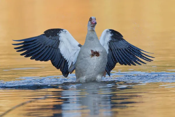 Oie Égyptienne Dans Eau Avec Des Ailes Déployées — Photo