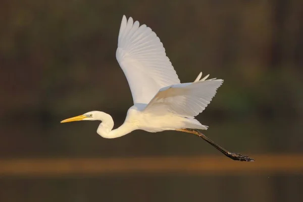 Büyük Balıkçıl Veya Büyük Beyaz Heron Uçuş — Stok fotoğraf