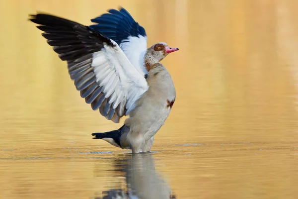 Egyptian Goose in the water with spread wings