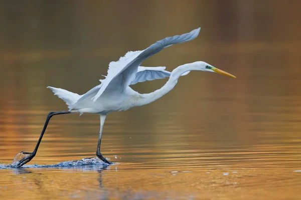 Great Egret Great White Heron Aterrizando Agua —  Fotos de Stock