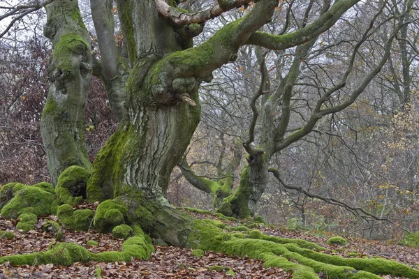 Eski Ortak Kayın Ağacı Veya Ormandaki Hutewald Halloh Albertshausen Kuzey — Stok fotoğraf