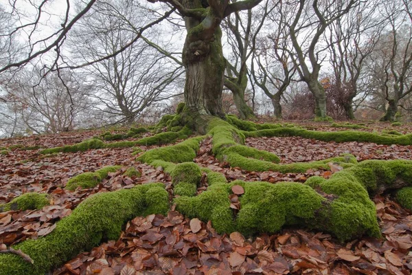 Moss-covered roots of a Common Beech or European Beech, Halloh, Albertshausen, North Hesse, Germany, Europe