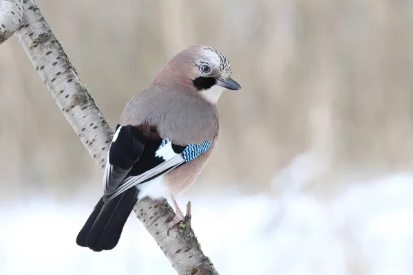 Eurasian Jay Sentado Filial Foco Seletivo — Fotografia de Stock