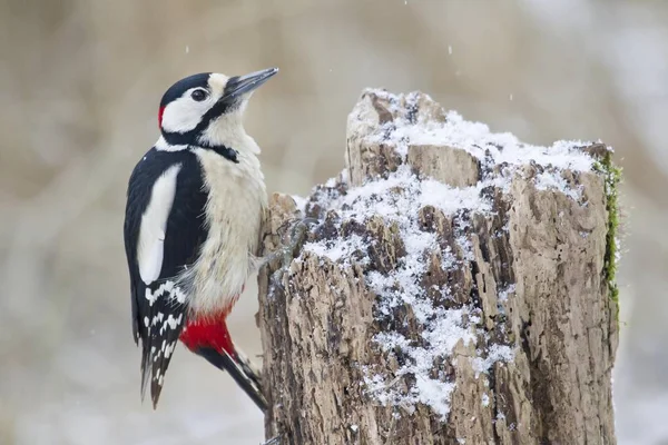 Gran Pájaro Carpintero Manchado Tocón Árbol Enfoque Selectivo — Foto de Stock