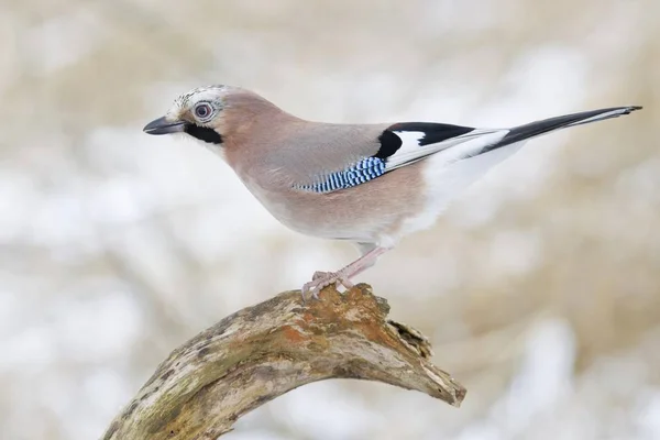 Eurasian Jay Sitting Branch Selective Focus — Stock Photo, Image