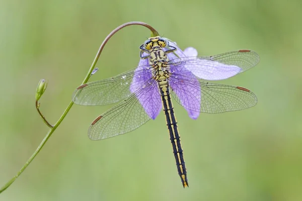 Western Clubtail Spreading Bellflower Detailed Macro Shot View — Stock Photo, Image