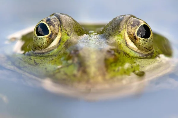 Yenilebilir Kurbağa Kafası Closeup Görünümü — Stok fotoğraf