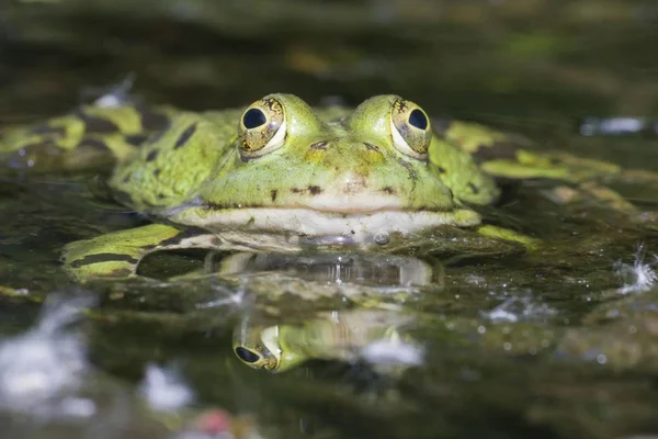 Detailní Pohled Hlavu Skokan Zelený — Stock fotografie