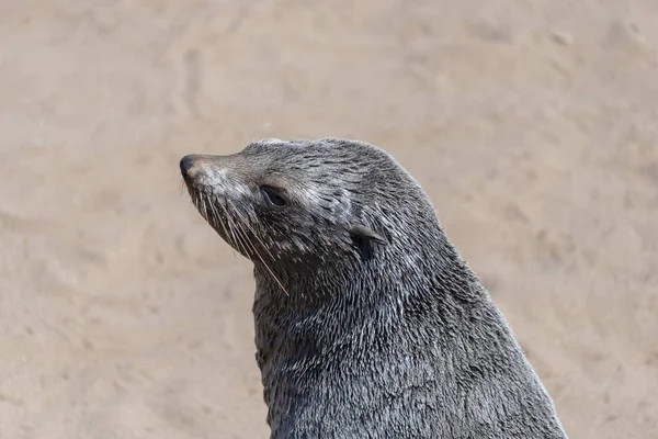 Brown Fur Seal or Cape Fur Seal cute muzzle closeup