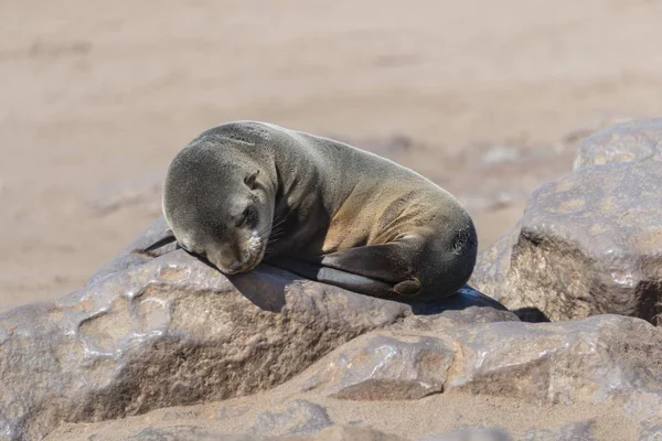 Young Brown Fur Seal or Cape Fur Seal sleeping on a rock