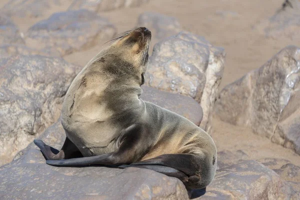 Young Brown Fur Seal Cape Fur Seal Sleeping Rock — Stock Photo, Image