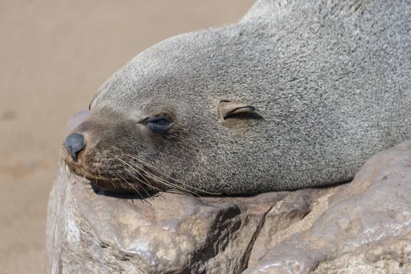 Sello Piel Marrón Joven Sello Piel Del Cabo Durmiendo Una — Foto de Stock