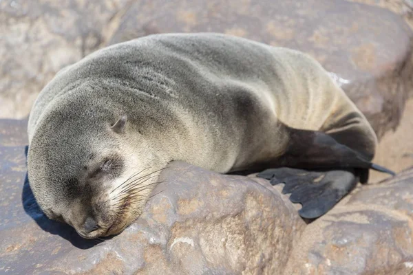 Young Brown Fur Seal or Cape Fur Seal sleeping on a rock